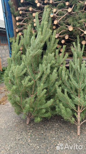 Новогодние сосны оптом