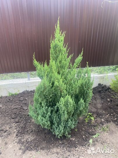 Хвойные растения