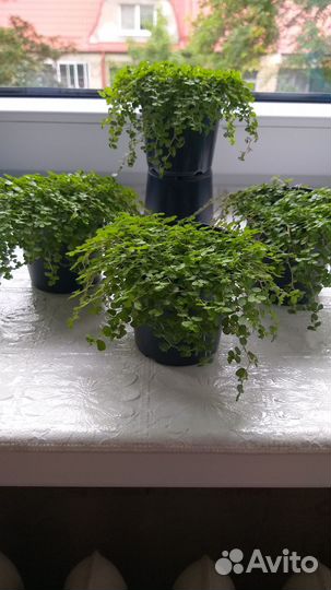 Солейролия (гелксина)