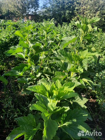 Черная смородина