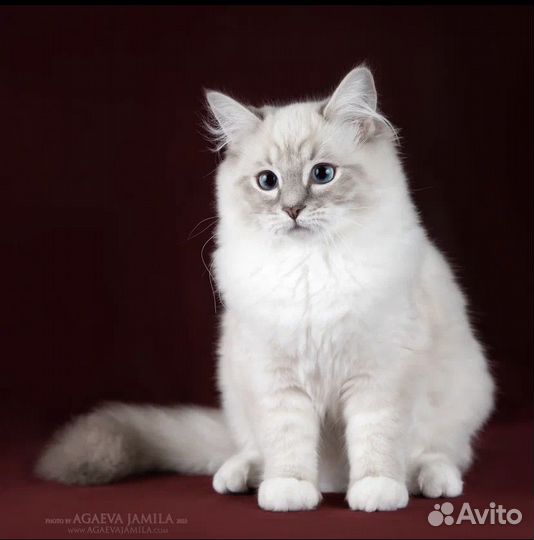 Рэгдолл Джесс