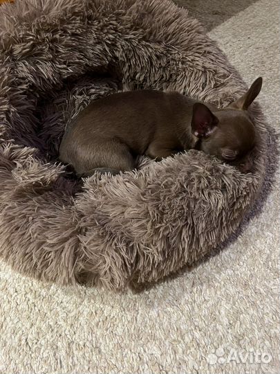 Уютная и стильная лежанка для собак и кошек