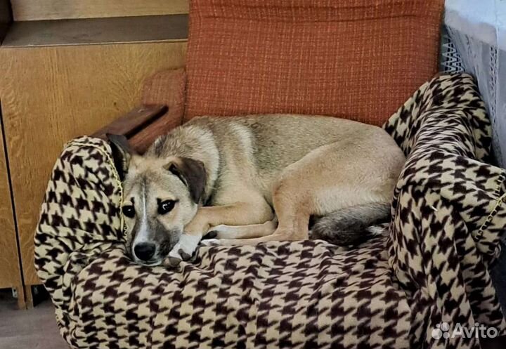 Кобель охранник