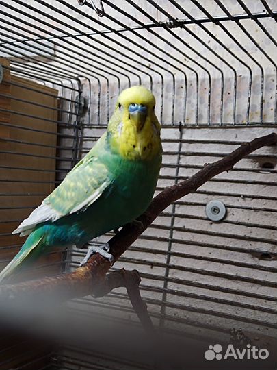 Волнистые попугаи