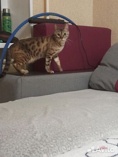 Отдам кота в добрые руки