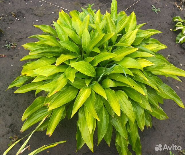 Хоста - растение