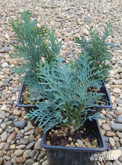 Кипарисовик Лавсона Колумнарис