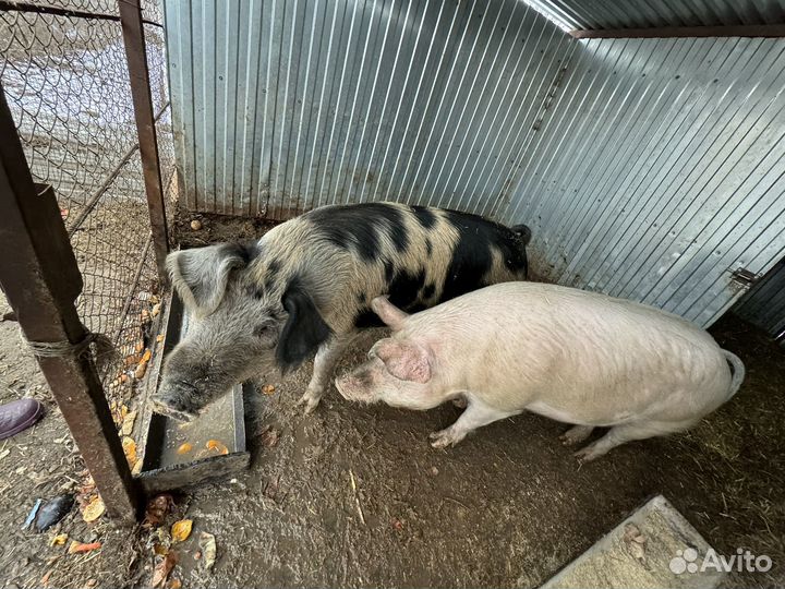 Домашняя свинья