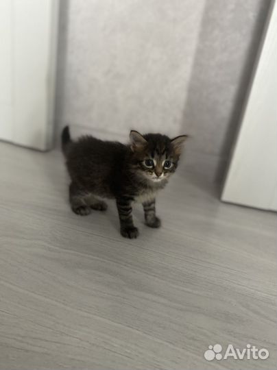 Отдаю котят