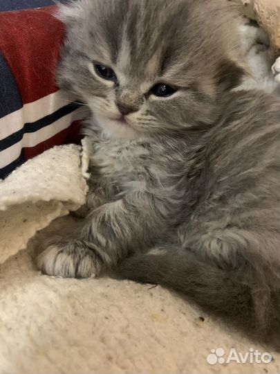 Британская