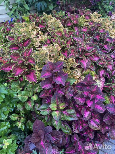 Срезы колеусов