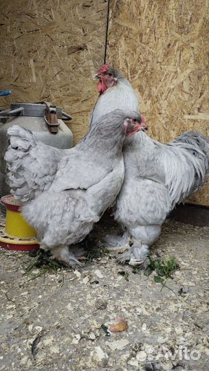 Цыплята брама колумбийская,лаванда