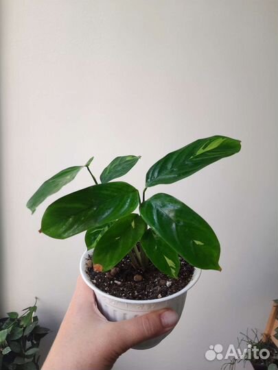 Комнатные растения