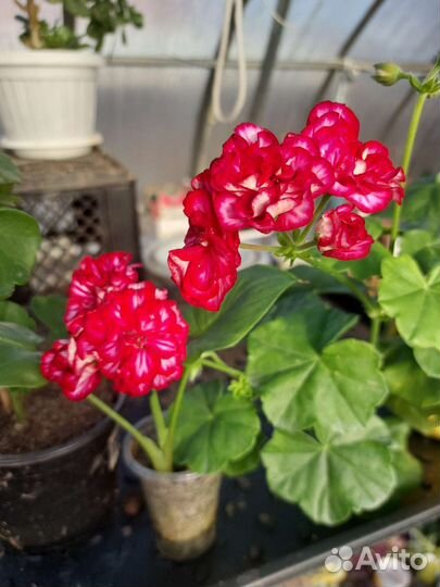 Цветы Комнатные и для сада