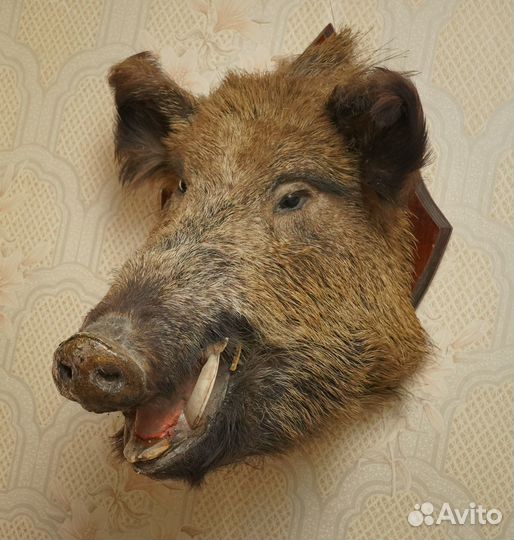 Голова кабана