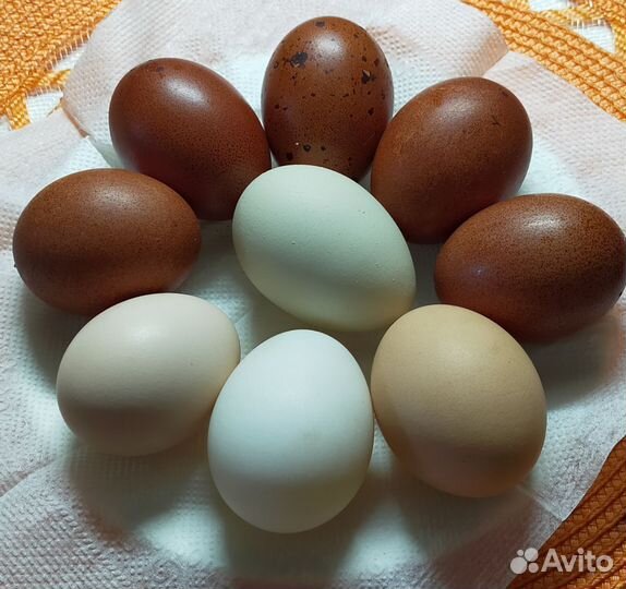 Домашние куриные и утиные яйца