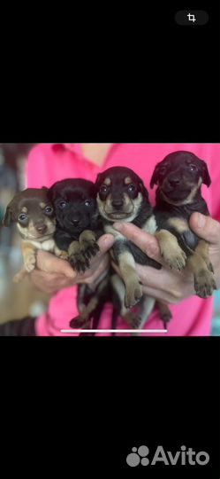 Той-терьер щенки