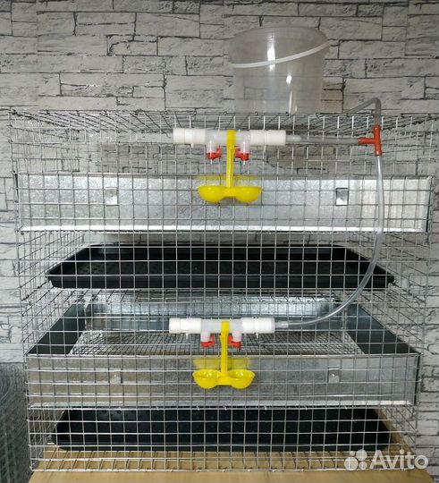 Клетки для перепелов