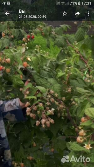 Саженцы малины