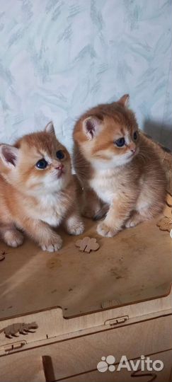 Золотые британцы