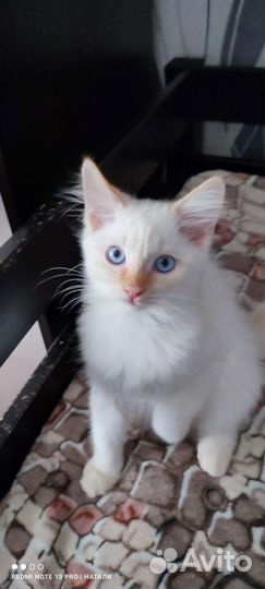 Невская маскарадная