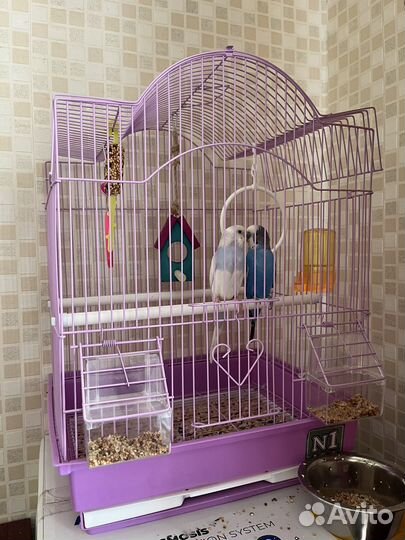 Волнистые попугайчики