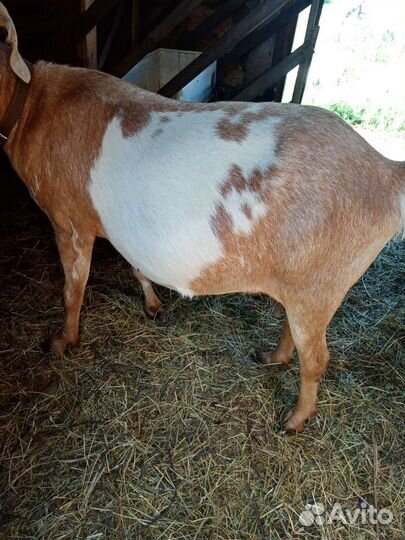 Нубийские козы