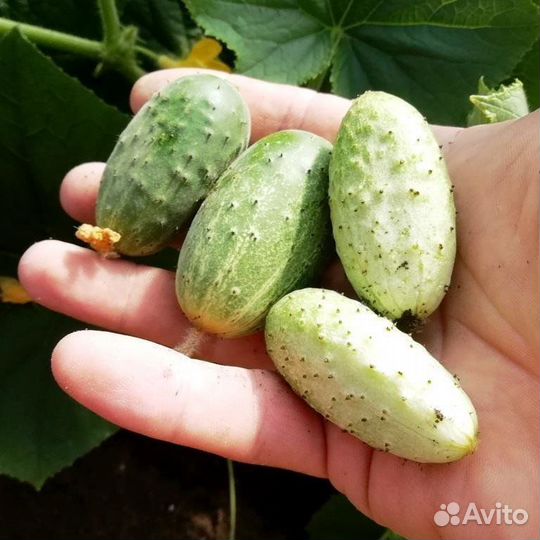 Рассада огурцов