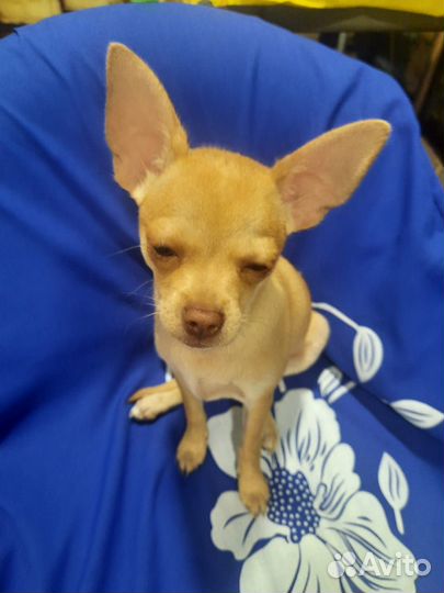 Щенки чихуахуа мини
