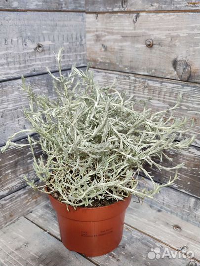 Калоцефалус