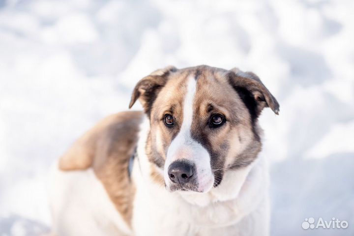 Шалли, плюшевый мишка, ищет дом