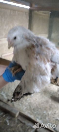 Цыплята 4 месячные Фовероль