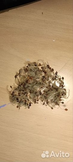 Клематис жгучий (мелкоцветковый) - семена