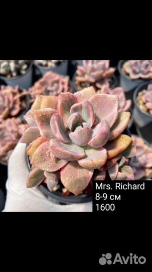 Суккуленты