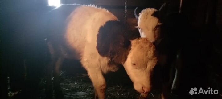 Герефорд телята