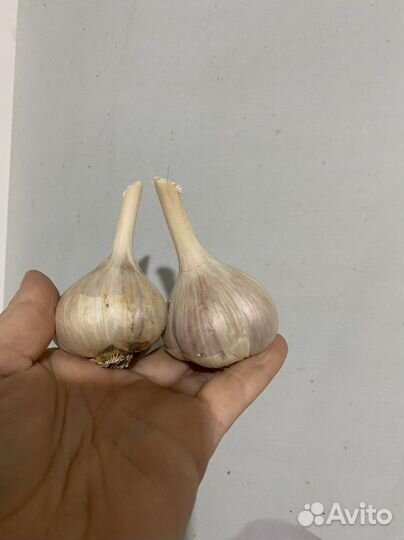 Чеснок на посадку
