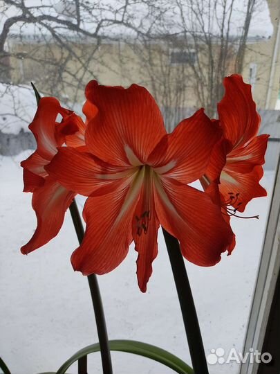 Гиппеаструм