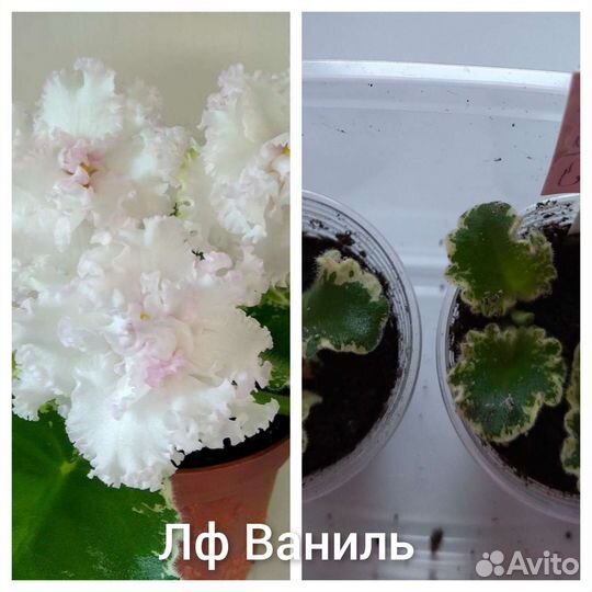 Фикус бенджамина