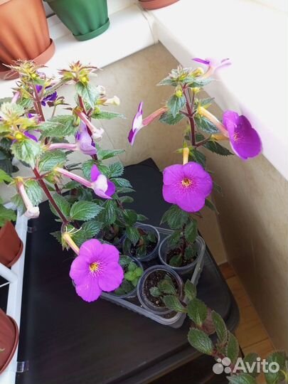 Продам цветы комнатные Ахименесы