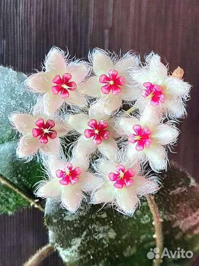 Хойя на срез