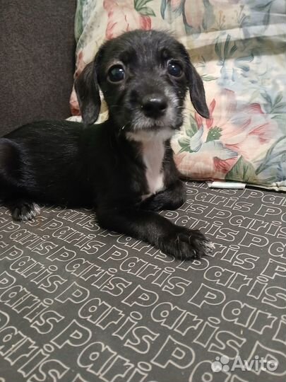 Щенок таксы