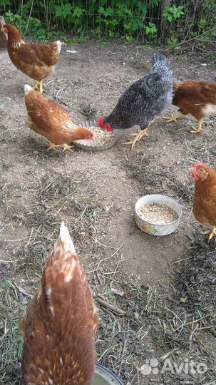 Домашнее куриное яйцо