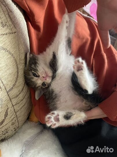 Котенок мальчик 1 месяц
