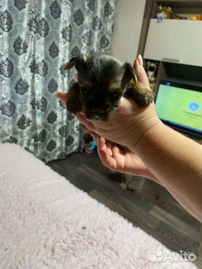 Йоркширский терьер щенки