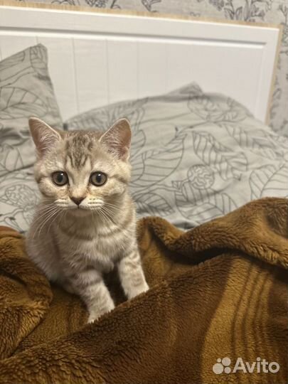 Шотландская