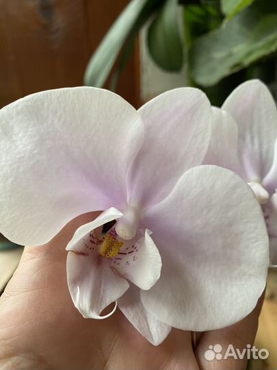 Орхидея фаленопсис