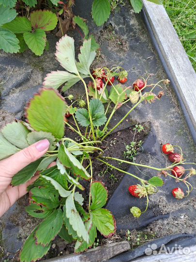 Клубника 2 сорта