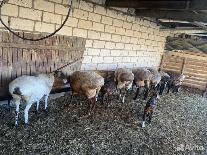 Овцы бараны ягнята