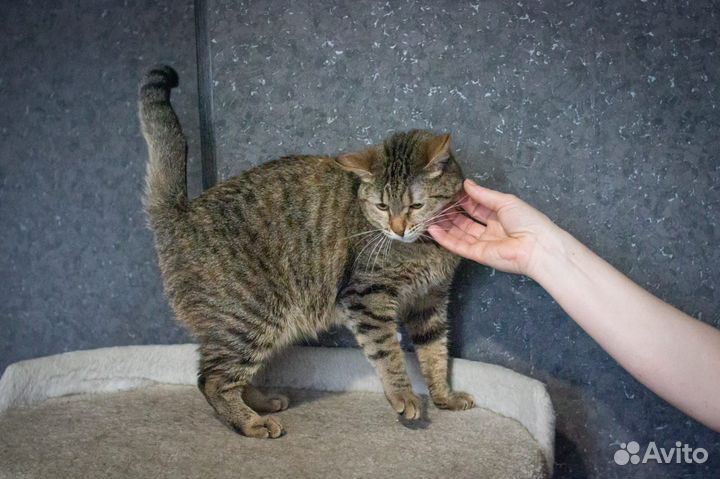 Красавица Люсенька из приюта ищет дом