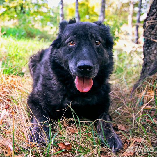 Взрослый Фред из приюта